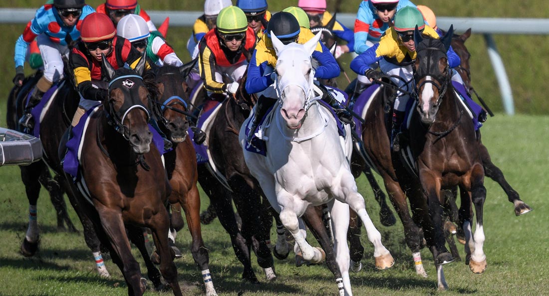 Rare Pure White Thoroughbred Racehorse SODASHI